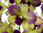 Dendrobium Terra Samba