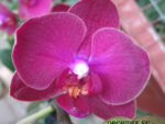 Phalaenopsis PHM 074 Sogo Lily