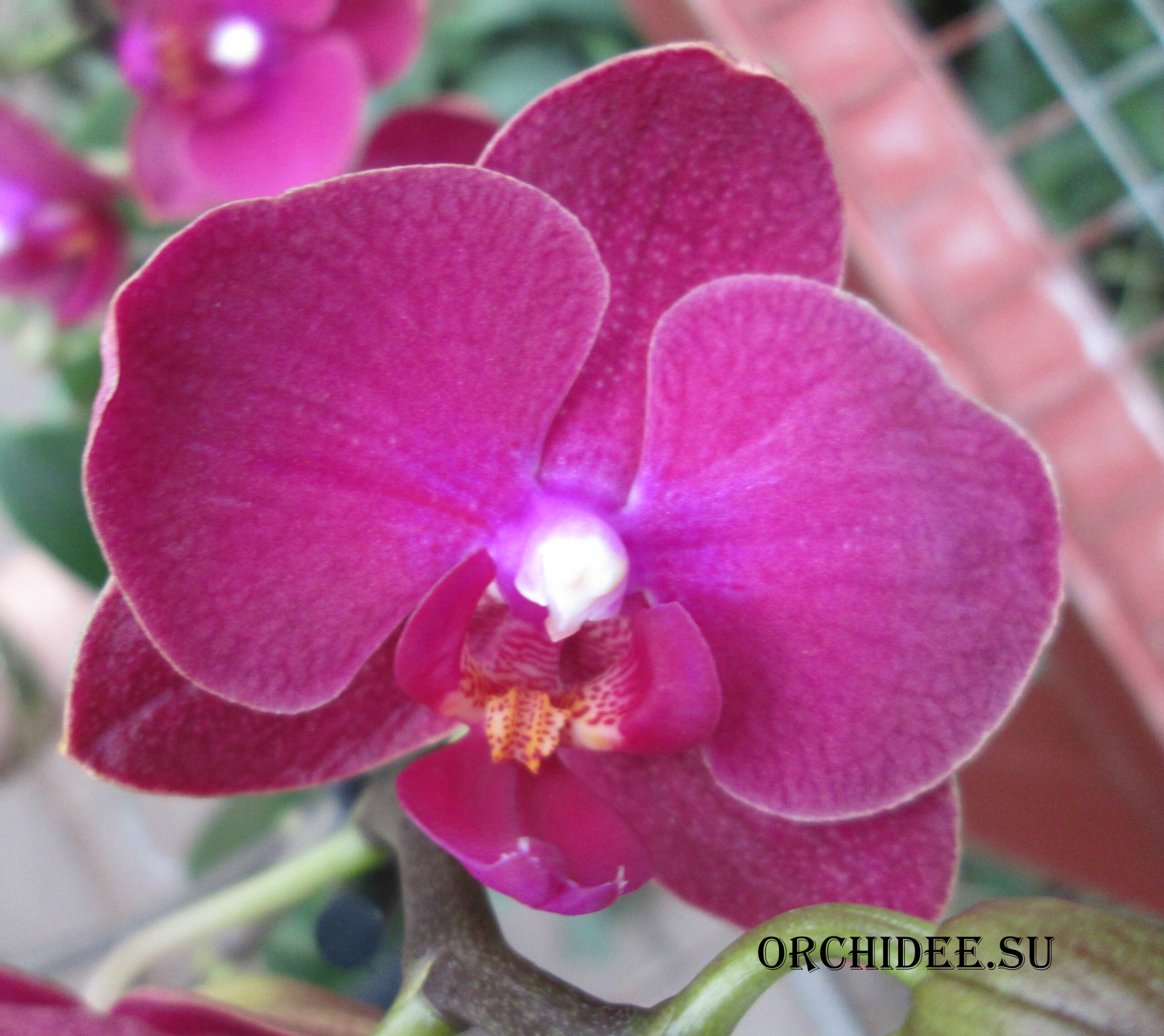 Phalaenopsis PHM 074 Sogo Lily