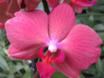 Phalaenopsis PHM 075