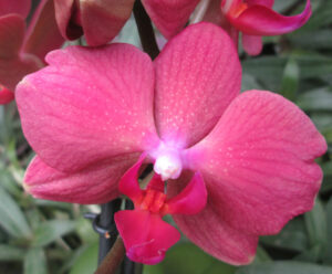 Phalaenopsis PHM 075