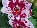 Phalaenopsis PHM 076 Rembrandt