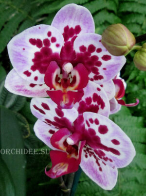 Phalaenopsis PHM 076 Rembrandt