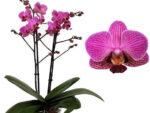 Phalaenopsis PHM 077 Perceval