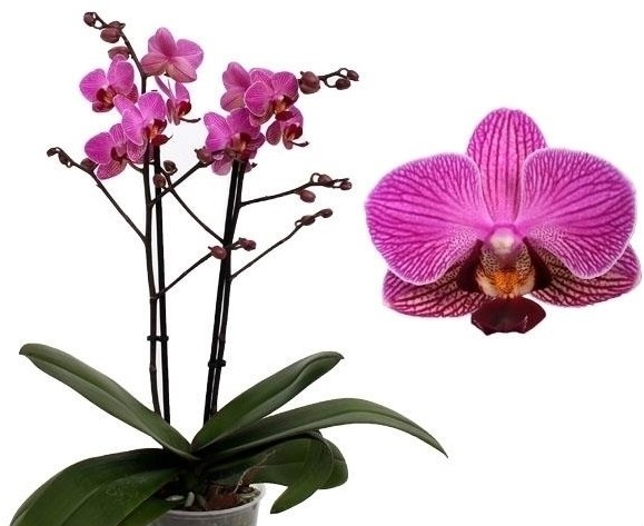 Phalaenopsis PHM 077 Perceval