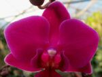 Phalaenopsis PHM 079