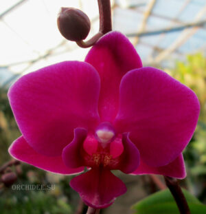 Phalaenopsis PHM 079