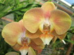 Phalaenopsis PHM 080