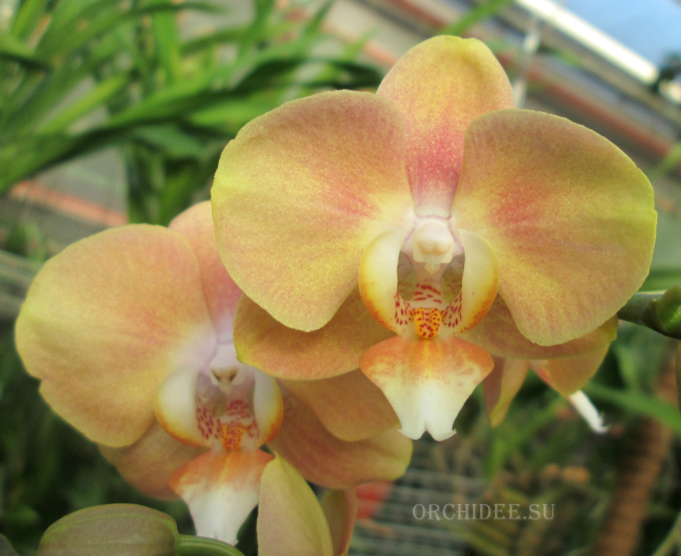 Phalaenopsis PHM 080