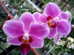 Phalaenopsis PHM 081