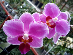 Phalaenopsis PHM 081