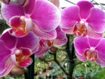 Phalaenopsis PHM 082