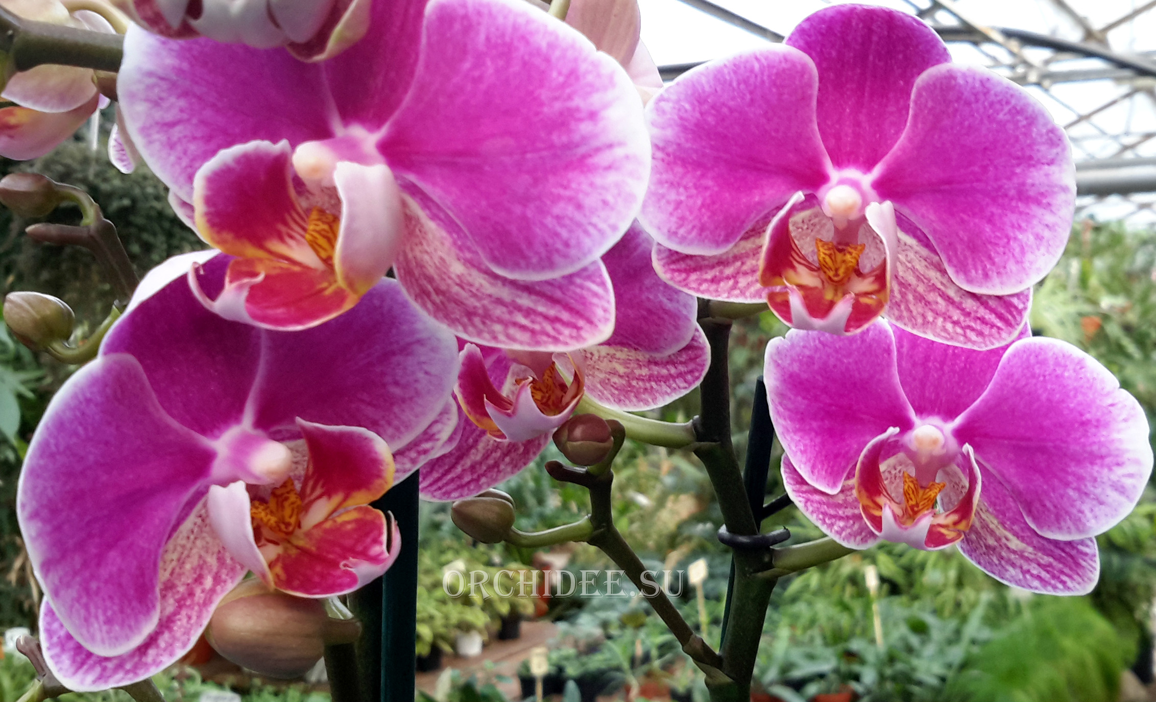 Phalaenopsis PHM 082