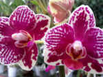 Phalaenopsis PHM 083