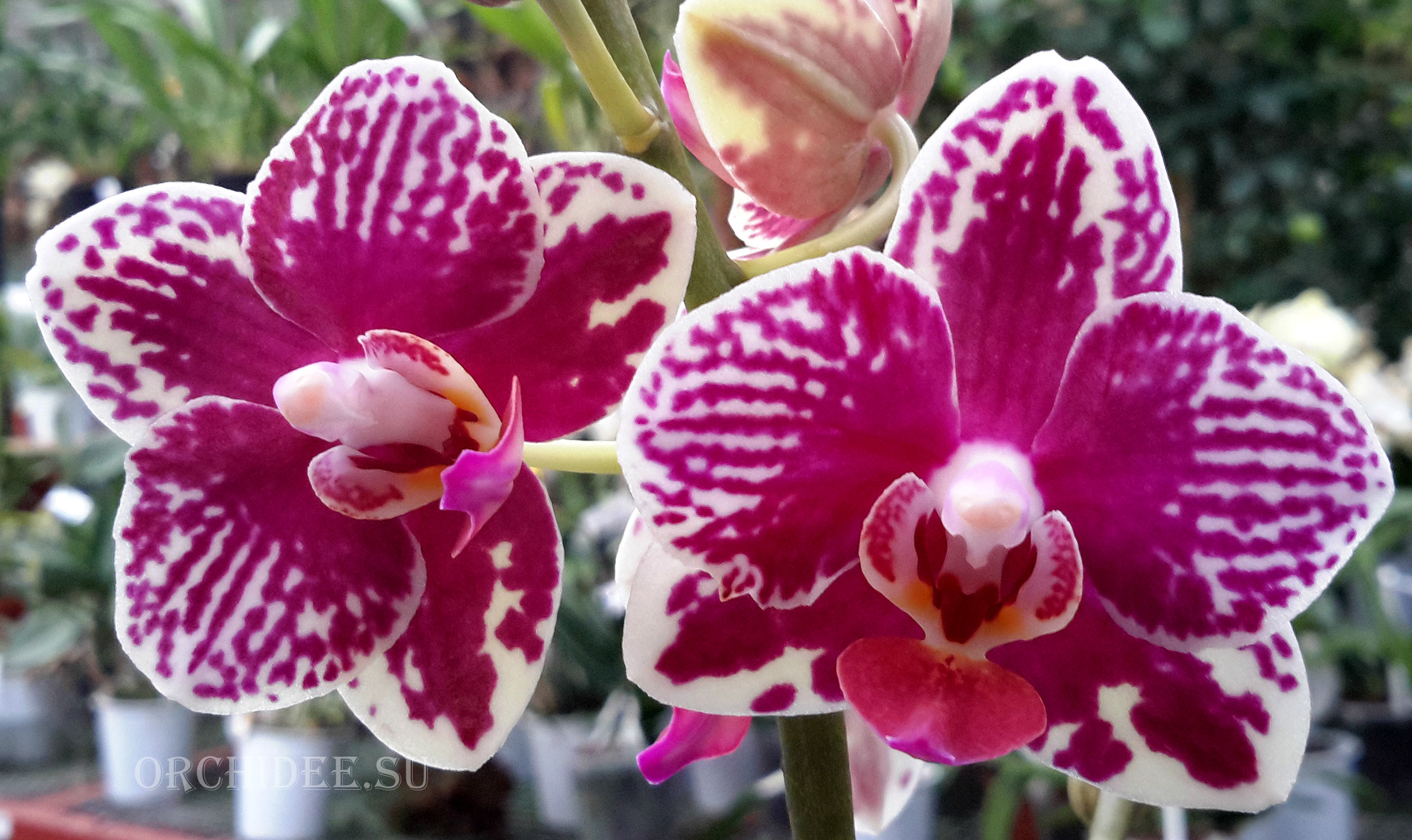 Phalaenopsis PHM 083