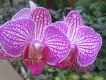 Phalaenopsis PHM 084 Valley Buzz