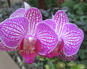 Phalaenopsis PHM 084 Valley Buzz