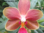 Phalaenopsis PHM 085 Elis Van Orange