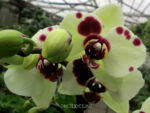 Phalaenopsis PHM 088 Winehound