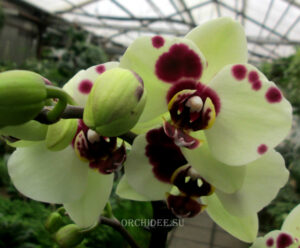 Phalaenopsis PHM 088 Winehound