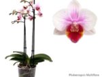 Phalaenopsis PHM 091 Glad Hatter Red Lip