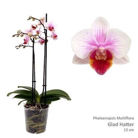 Phalaenopsis PHM 091 Glad Hatter Red Lip