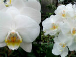 Phalaenopsis PHM 092 Hachiko