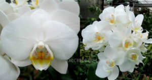 Phalaenopsis PHM 092 Hachiko