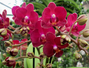 Phalaenopsis PHM 093 Red Lion