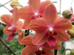 Phalaenopsis PHM 094 Sunset Love