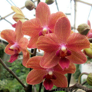 Phalaenopsis PHM 094 Sunset Love