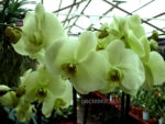 Phalaenopsis PH 006 Norman's Jade 'Green Apple'