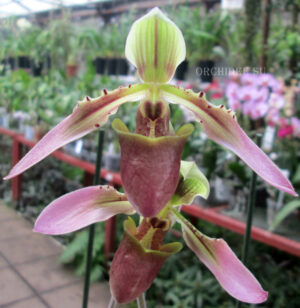 Paphiopedilum bullenianum var. amabile