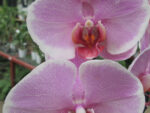 Phalaenopsis PH 211 Romance