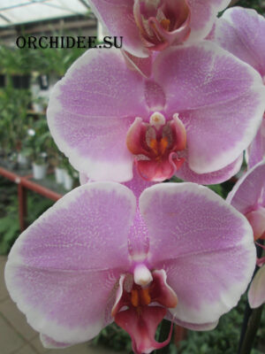 Phalaenopsis PH 211 Romance