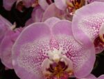 Phalaenopsis PH 212 Sogo Diamond