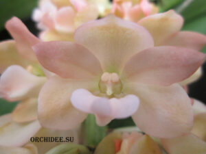 Rhynchostylis gigantea peach