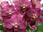 Vanda hybrid 04
