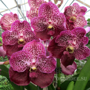 Vanda hybrid 04