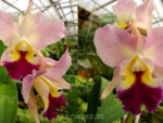 Cattleya hybrid 031