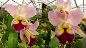 Cattleya hybrid 031