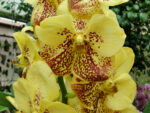 Vanda Sunanda Yellow Henna
