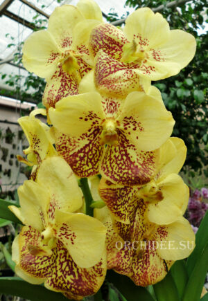 Vanda Sunanda Yellow Henna