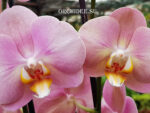Phalaenopsis PH 210 Sylvia
