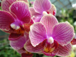 Phalaenopsis PHM 078 I-Hsin 'KHM2294'