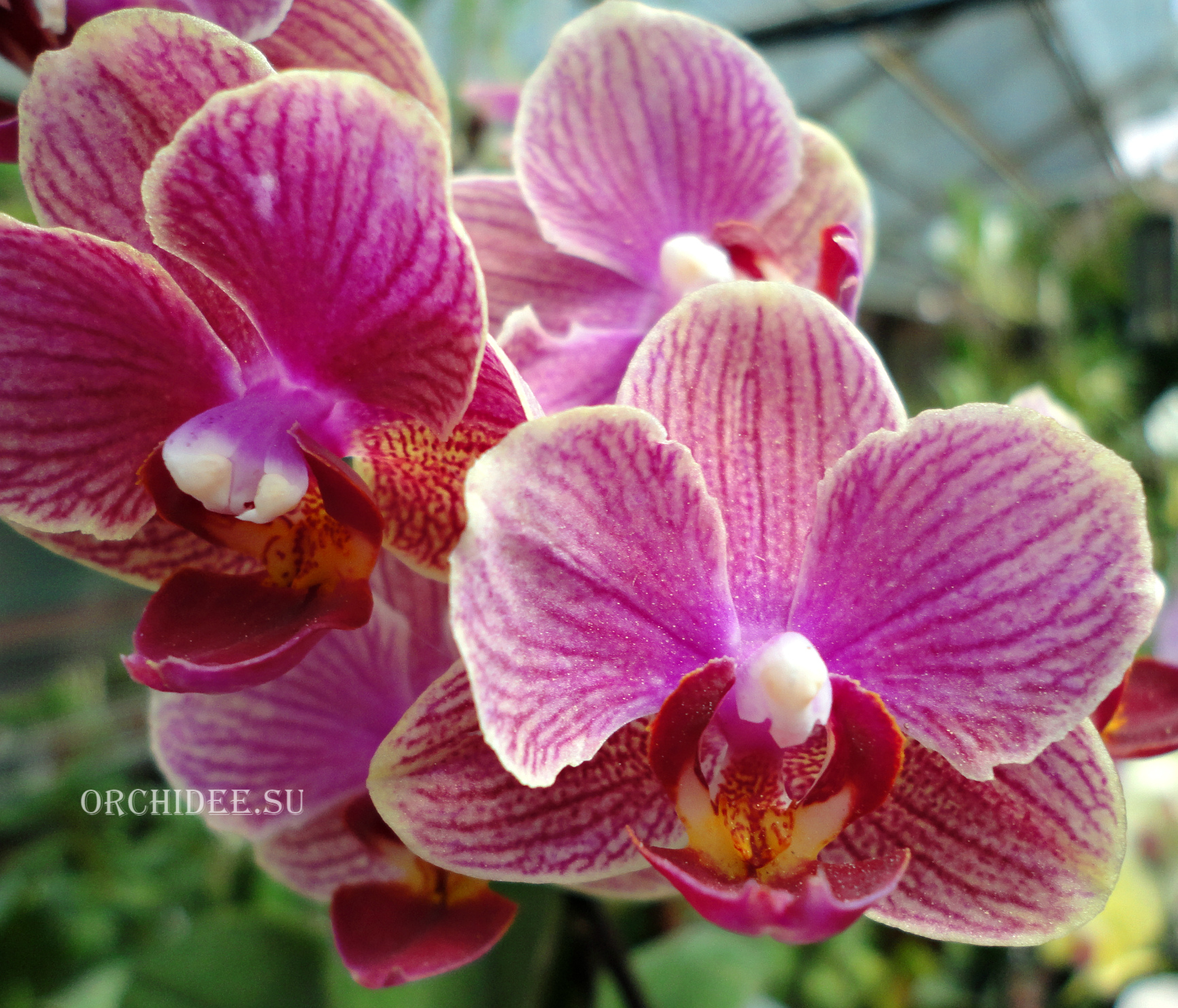 Phalaenopsis PHM 078 I-Hsin 'KHM2294'