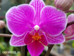 Phalaenopsis PHM 086