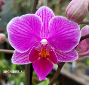 Phalaenopsis PHM 086