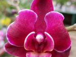 Phalaenopsis PHM 102