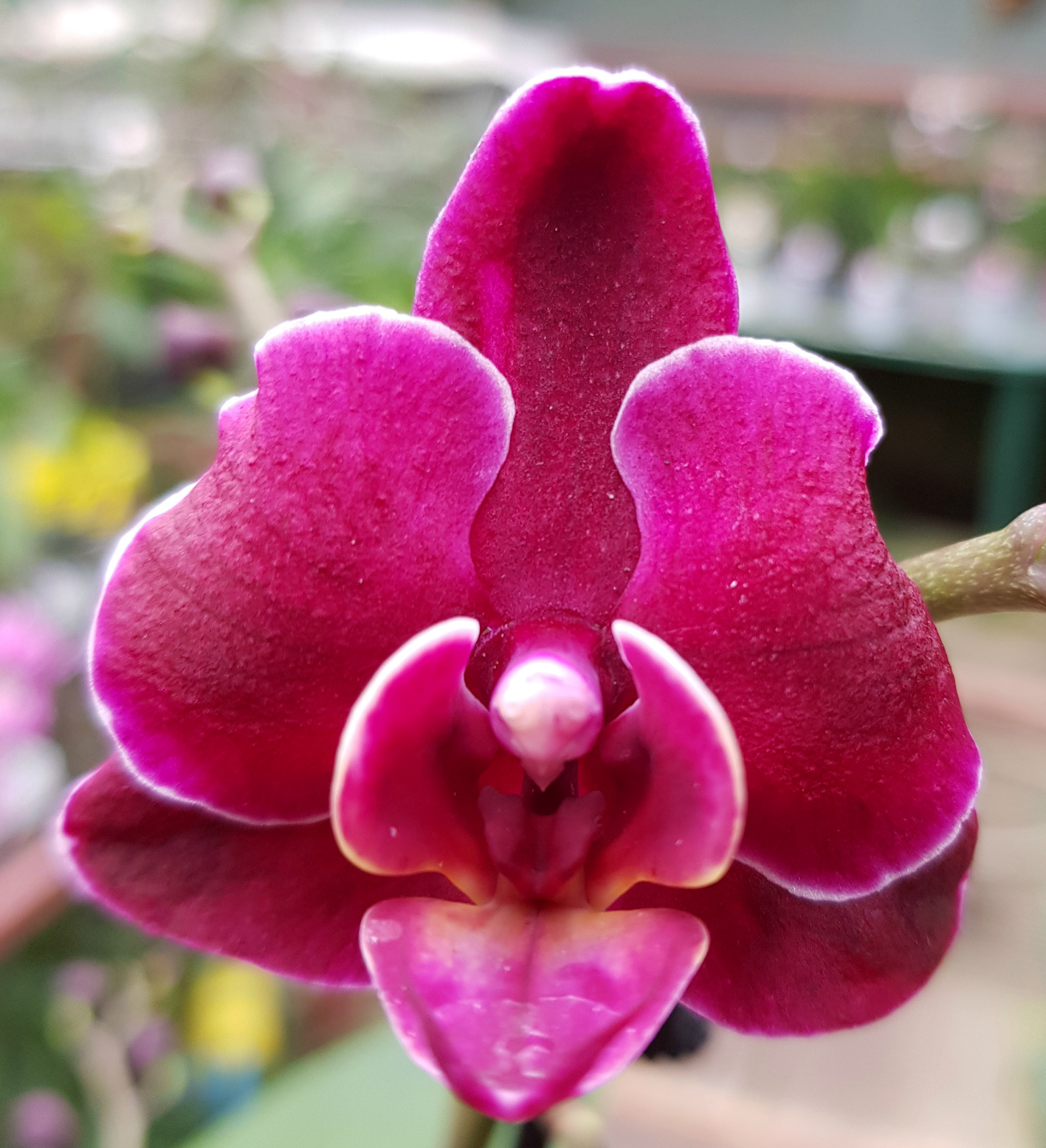 Phalaenopsis PHM 102